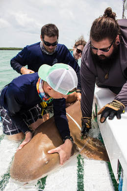 Shark release on field research course